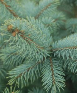 SHRUB -CONIFER,NDL