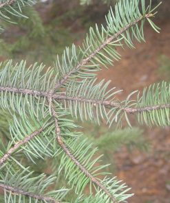 PICEA MEYERI