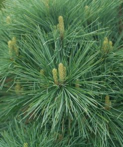 PINUS STROBUS `CONNECTICUT SLATE`