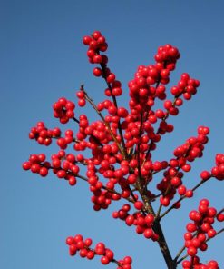 ILEX VERTICILLATA MAGICAL `BERRY`
