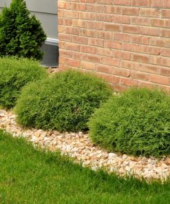 THUJA `MR. BOWLING BALL`