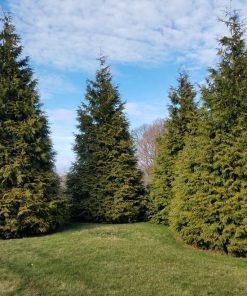THUJA X `GREEN GIANT`