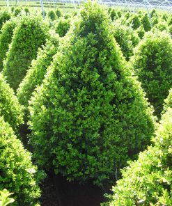 BUXUS `CRANBERRY CREEK`