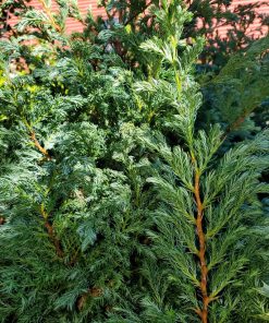 CHAMAECYPARIS PISIFERA `TRUE BLUE`