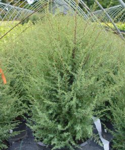 JUNIPERUS COMMUNIS `GNOM`