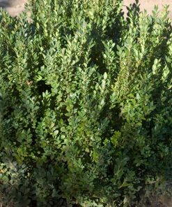 BUXUS MICRO. JAP. `GREEN MOUNTAIN`