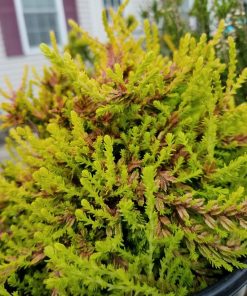 CALLUNA VULGARIS `CARNIVAL`