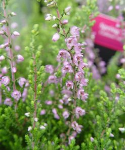 CALLUNA VULGARIS `SPRING TORCH`