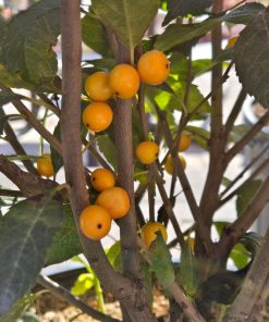 ILEX VERTICILLATA `BERRY HEAVY GOLD`