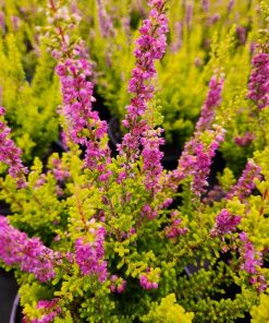 CALLUNA VULGARIS `FIREFLY`
