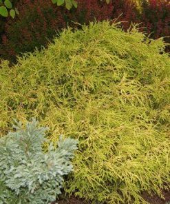 CHAMAECYPARIS PISIFERA F. `AUREA`