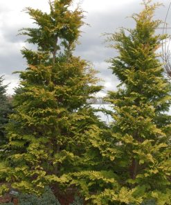 CHAMAECYPARIS OBTUSA `CRIPPSII`