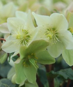 HELLEBORUS `CHAMPION`