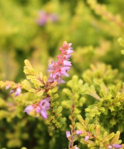 CALLUNA VULGARIS `BLAZEAWAY`