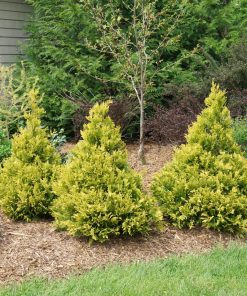 CHAMAECYPARIS PISIFERA `SOFT SERVE GOLD`