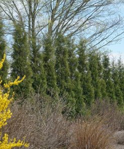 THUJA OCC. FULL SPEED A HEDGE `AMERICAN PILLAR`