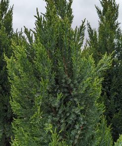 JUNIPERUS CHINENSIS `BLUE POINT`