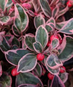 GAULTHERIA PROCUMBENS `WINTER SPLASH`