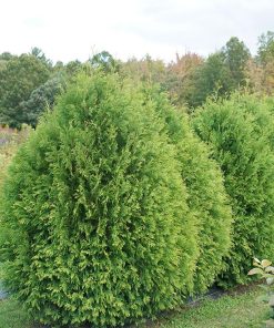 THUJA OCCIDENTALIS `CHEER DROPS`