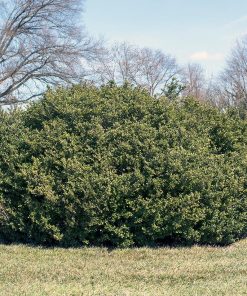 ILEX CRENATA WINTERSCAPE `CHILLY WILLY`