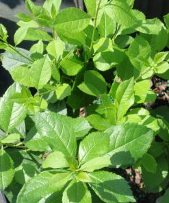 ILEX VERTICILLATA `MR POPPINS`