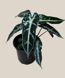 Alocasia Bambino (Alocasia Amazonica 'Bambino') - 4 Inch Indoor Houseplant