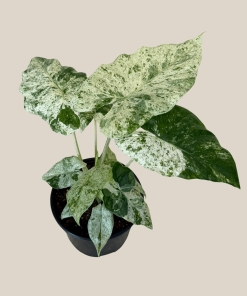 Alocasia Blizzard (Alocasia Odora 'Batik Blizzard') - 6 Inch Indoor Houseplant