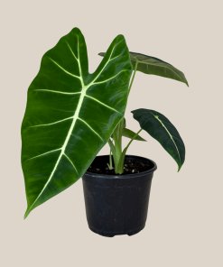 Alocasia Frydek (Alocasia Micholitziana 'Frydek') - 6 Inch Indoor Houseplant