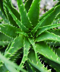 Aloe Hedgehog (Aloe humilis 'Hedgehog') - 1 gallon