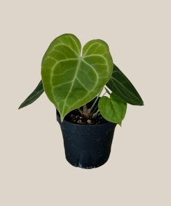 Anthurium Clarinervium Hybrid - 4 Inch Indoor Houseplant