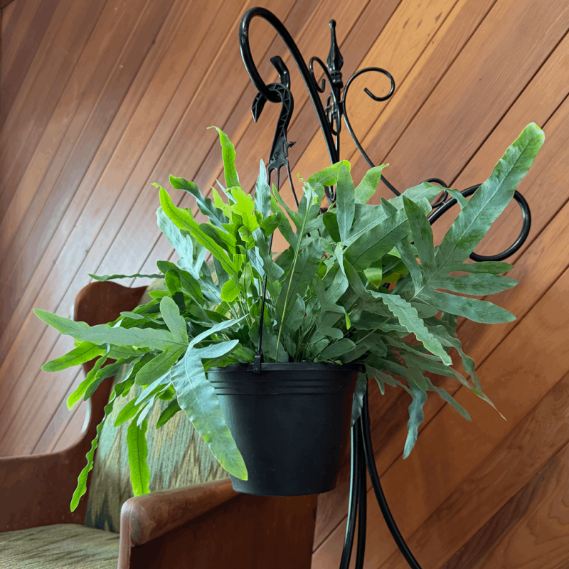 Fran’s Flowers