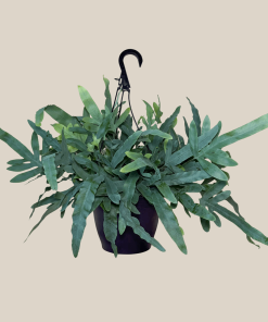 Blue Star Footed Fern Hanging Basket (Phlebodium Aureum) - 8 Inch Indoor Houseplant