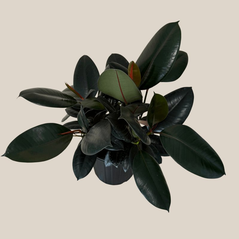 Fran’s Flowers