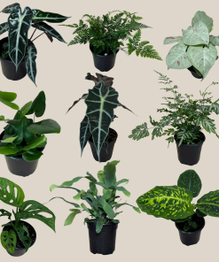 Fern & Foliage Mystery Houseplant 4 Pack - 4 Inch Indoor Houseplants