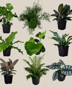 Fern & Foliage Mystery Houseplant 4 Pack - 6 Inch Indoor Houseplants