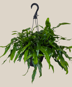 Kangaroo Paw Footed Fern Hanging Basket (Microsorum Diversifolium) - 8 Inch Indoor Houseplant
