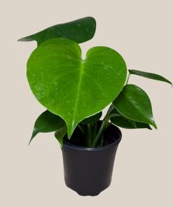 Monstera Deliciosa - 4 Inch Indoor Houseplant