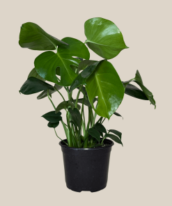 Monstera Deliciosa - 6 Inch Indoor Houseplant