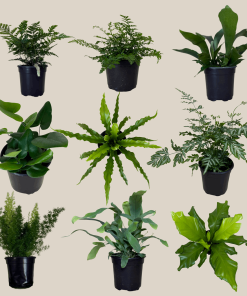 Mystery Ferns 4 Pack - 4 Inch Indoor Houseplants