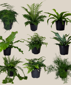 Mystery Ferns 4 Pack - 6 Inch Indoor Houseplants