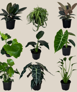 Mystery Foliage 2 Pack - 6 Inch Indoor Houseplants