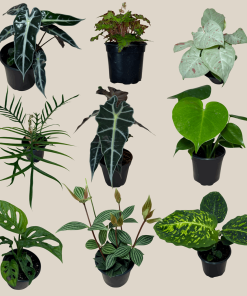 Mystery Foliage 4 Pack - 4 Inch Indoor Houseplants