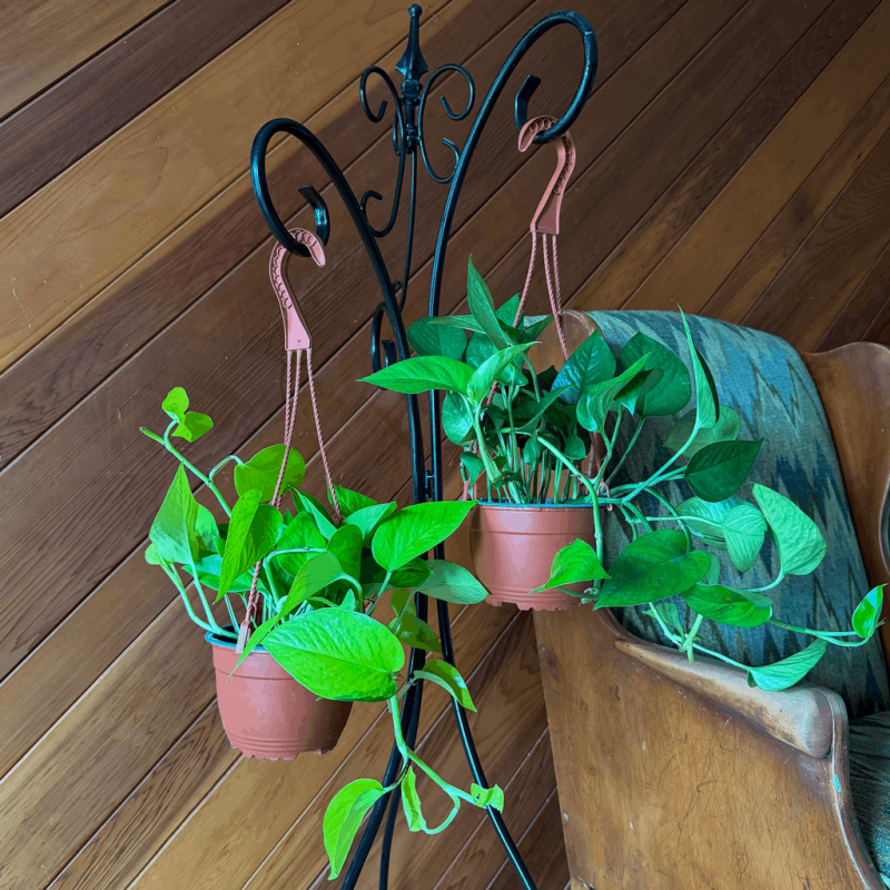 Fran’s Flowers