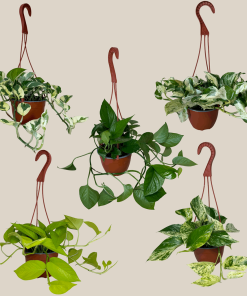 Mystery Pothos 4 Pack - 6 Inch Indoor Houseplants