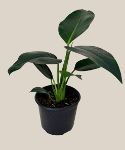 Philodendron Green Congo (Philodendron Tatei 'Congo) - 6 Inch Indoor Houseplant
