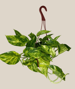 Pothos Hawaiian Hanging Basket (Epipremnum Aureum 'Hawaiian') - 6 Inch Indoor Houseplant