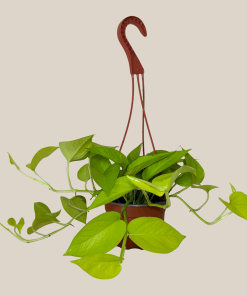 Pothos Neon Hanging Basket (Epipremnum Aureum 'Neon') - 6 Inch Indoor Houseplant