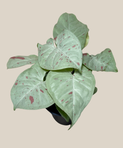Syngonium Milk Confetti (Syngonium Podophyllum 'Milk Confetti') - 4 Inch Indoor Houseplant